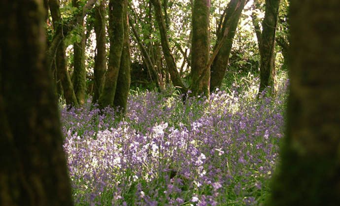 Bluebell Woods Blog1